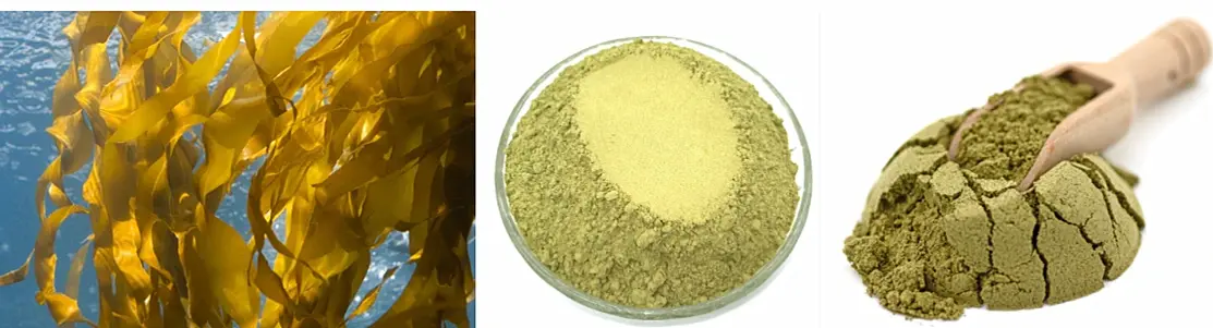 Kelp Extract Powder.webp